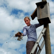 Ridge Ranger cleans out a kestrel nest box