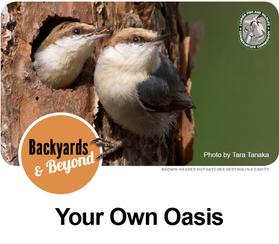 Backyards & Beyond: Your Own Oasis