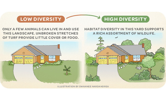 Few animals can live in a low diversity landscape. A diverse yard supports a rich assortment of wildlife.