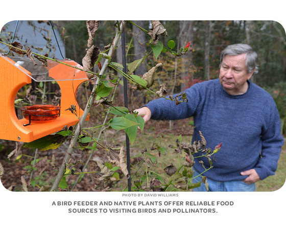 A bird feeder and native plants offer reliable food sources to visiting birds and pollinators