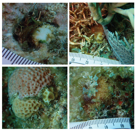 Juvenile Corals