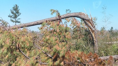 Hurricane Michael Impacts - Forests 1