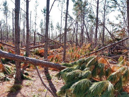 Hurrican Michael Impacts - Forests 2