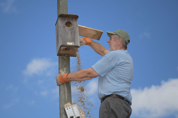 Ridge Ranger cleans out kestrel nest box