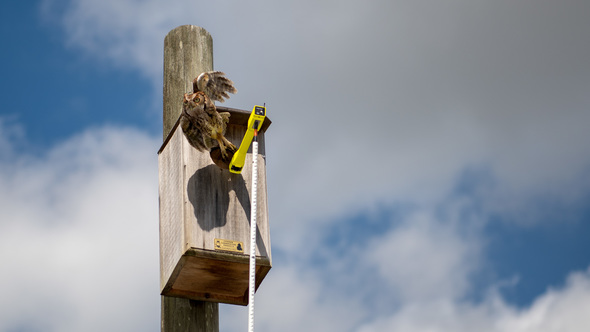Screech Owl flies Out of Kestrel Nest Box