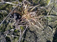 Cogan Grass at Jack Creek