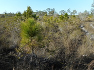 Intruding Sand Pine in Prairie Habitat at APAFR