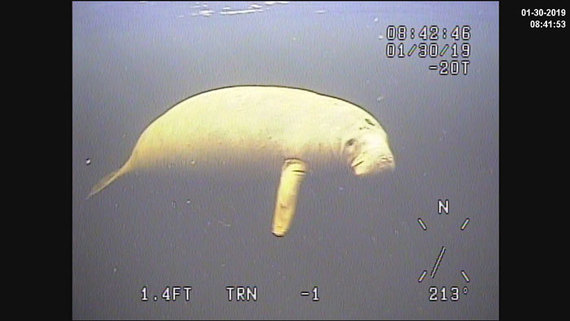 rov manatee