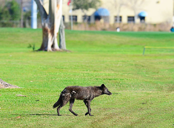 coyote