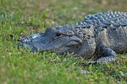 Alligator basking