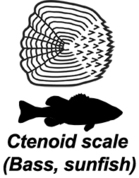 Ctenoid fish scale