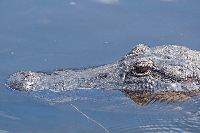 closeup of alligator in water