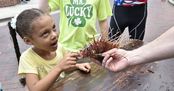 lionfish festival