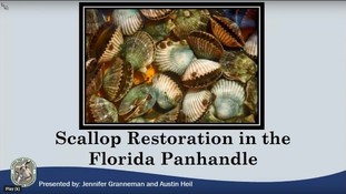 Scallop restoration webinar