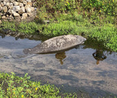 cropped_manatee