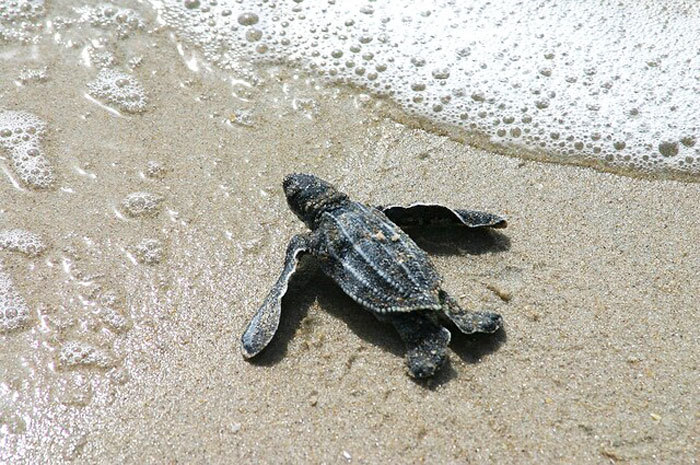 Turn out the lights, it’s nesting season for Florida sea turtles