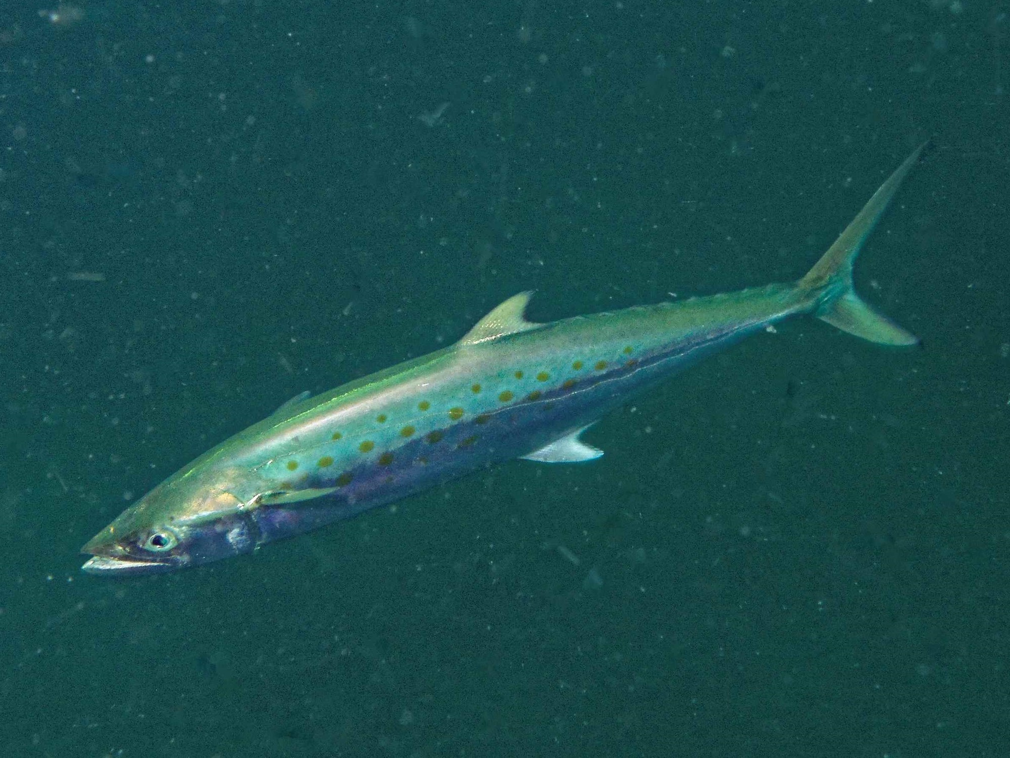 FWC approves changes to commercial Spanish mackerel 