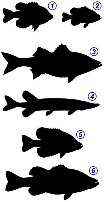 Fish shapes