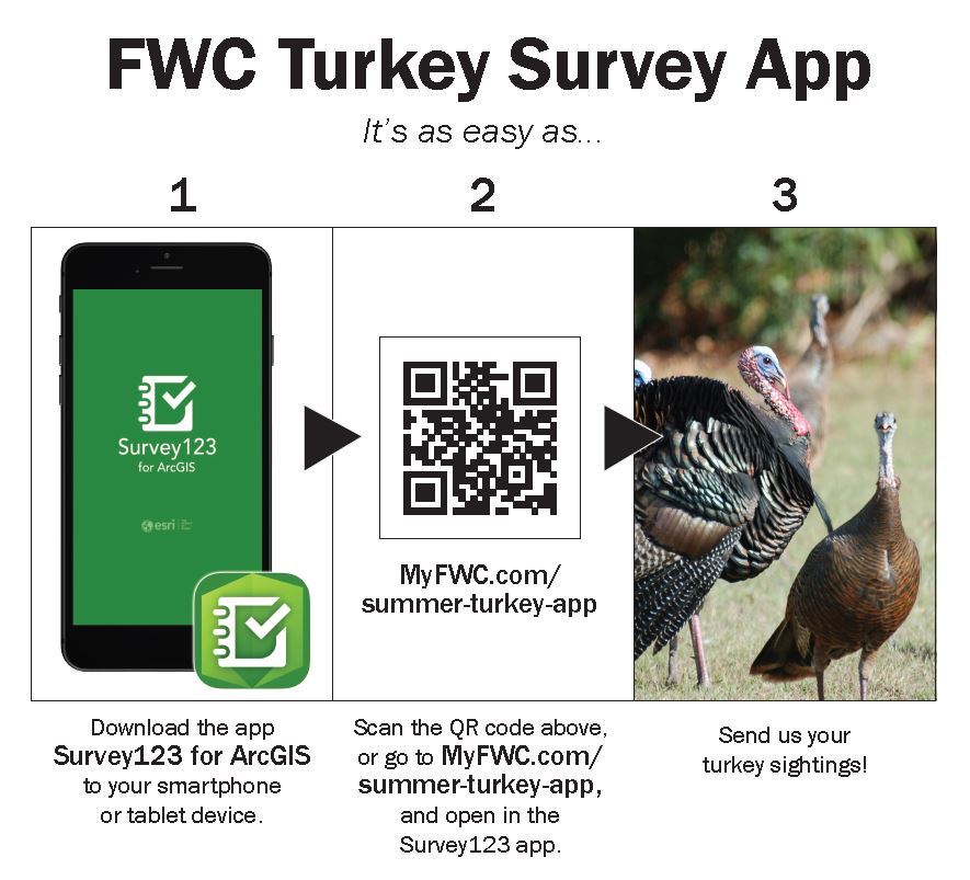 Wild turkey app