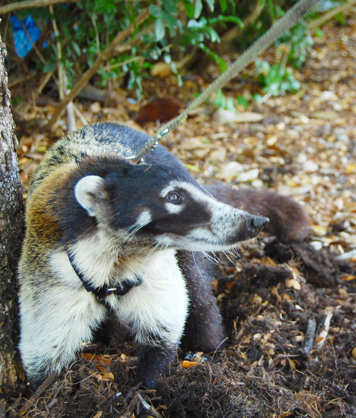 coati