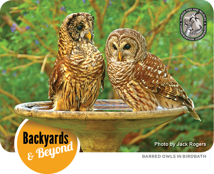 Backyards & Beyond: Barred owls in birdbath