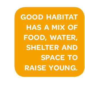 Good habitat has a mix of food, water, shelter and space to raise young.