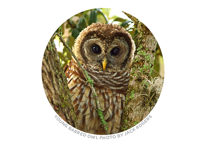 Young barred owl photo by Jack Rogers