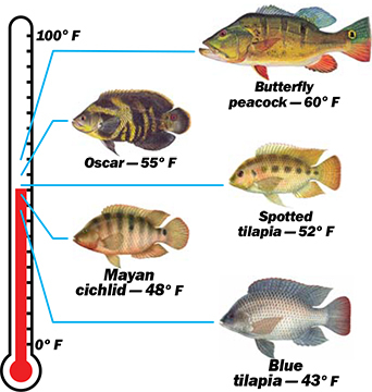 Exotic Fish Temperature Tolerances