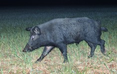 2019 summer wild hog hunts on WMAs