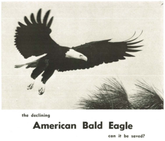 The Declining American Bald Eagle
