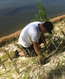 Planting a living shoreline