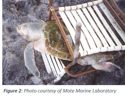 Sea turtle entrapped in beach chair