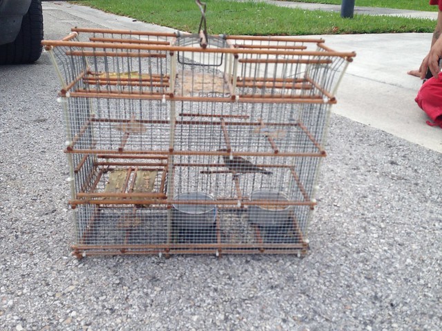 bird trap