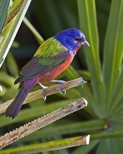 New Bird Trap Rule Helps Protect Florida Songbirds from Poaching