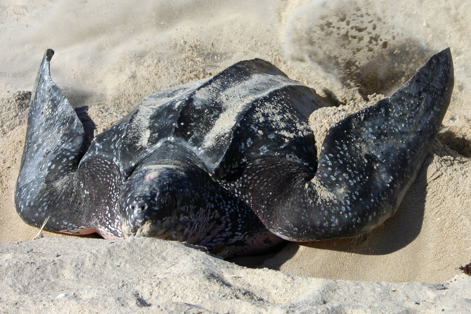 nesting sea turtle