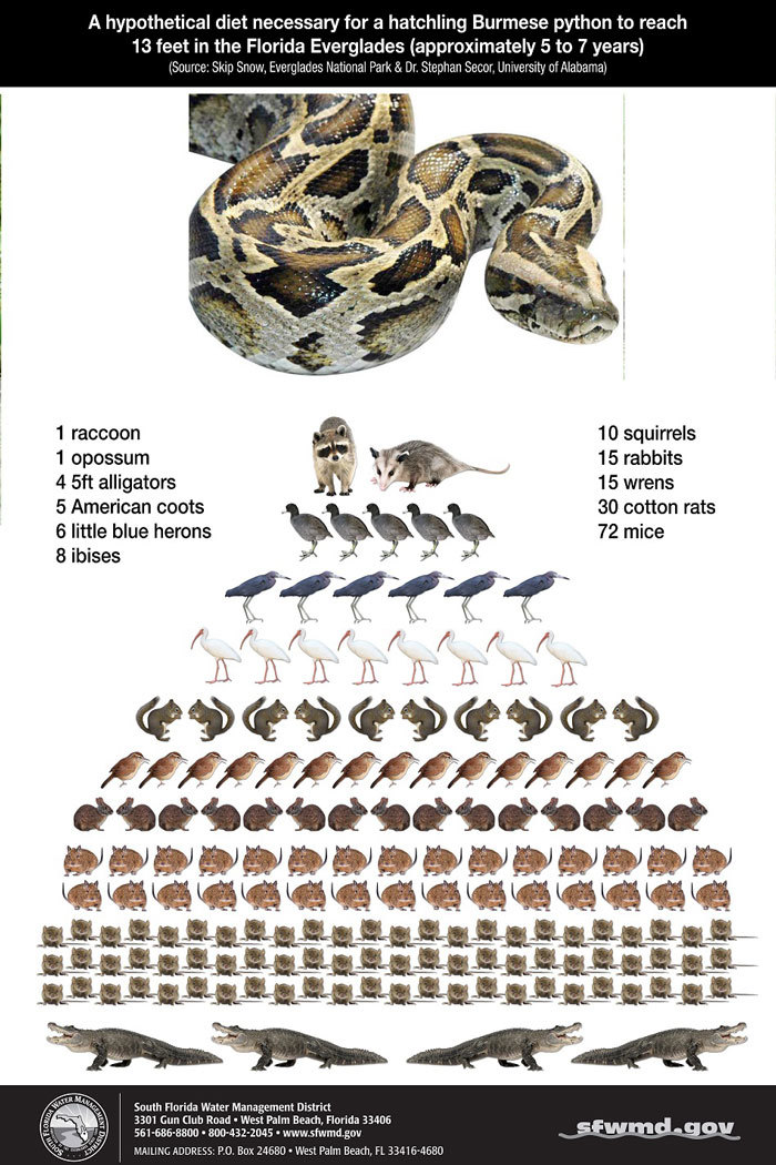 python poster