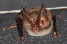 Rafinesque’s big-eared bat (Corynorhinus rafinesquii)