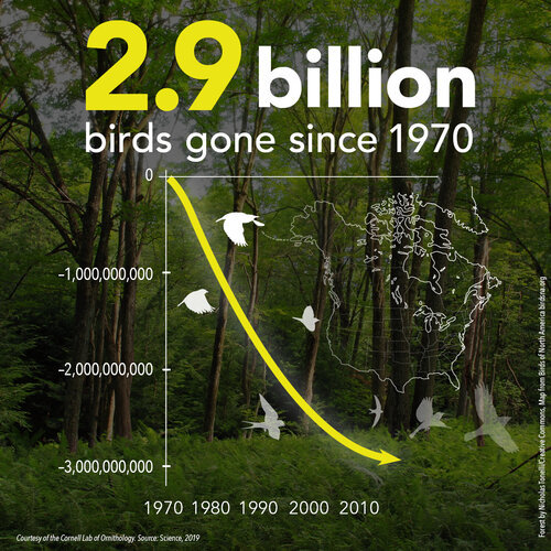 A new study reveals steep decreases in populations of North American birds.