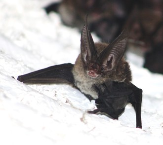 The Rafinesque big-eared bat, one of 13 bat species native to Florida, certainly lives up to its name.  FWC photo. 