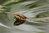 A close up of a swimming cottonmouth snake