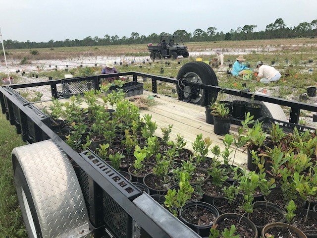 A trailer half-filled with oak saplings with Ridge Rangers planting in the background.
