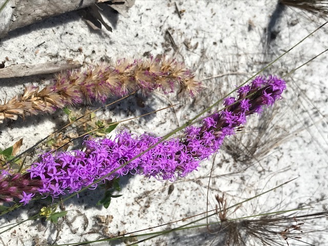 Blazing star flowering and seeds