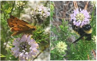a bee and a skipper butterfly visit prairie clover