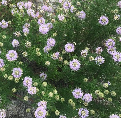 Feay's prairie clover, green vegetation with pink fuzzy blooms