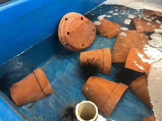 PIT-tagged urchins acclimate to tags in tanks set up to mimic the artificial shelter they will be transplanted to on Delta Shoal