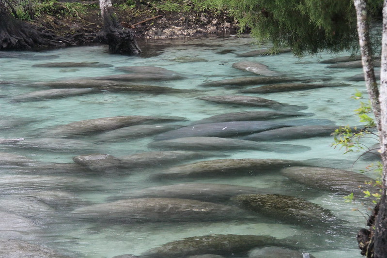 manatees in spring