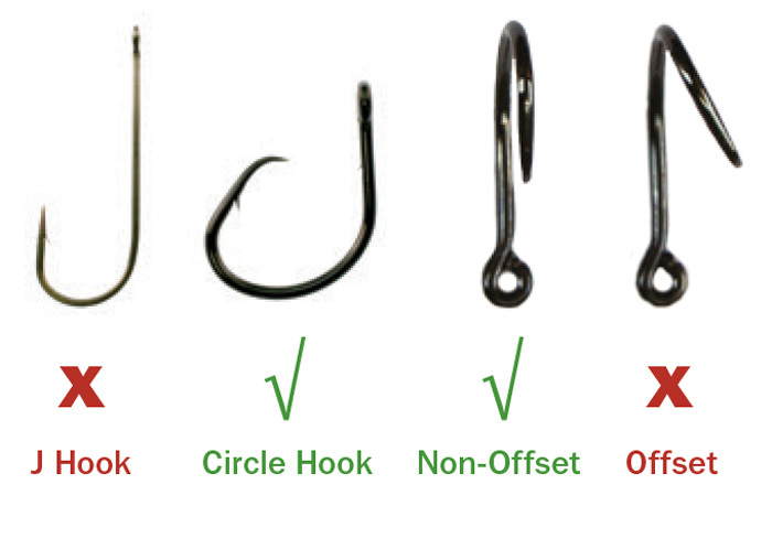 NC Marine Fisheries Commission tackles circle hooks through fishery  management plans, News