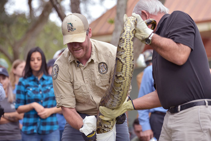 python being placed in bag