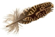 feather