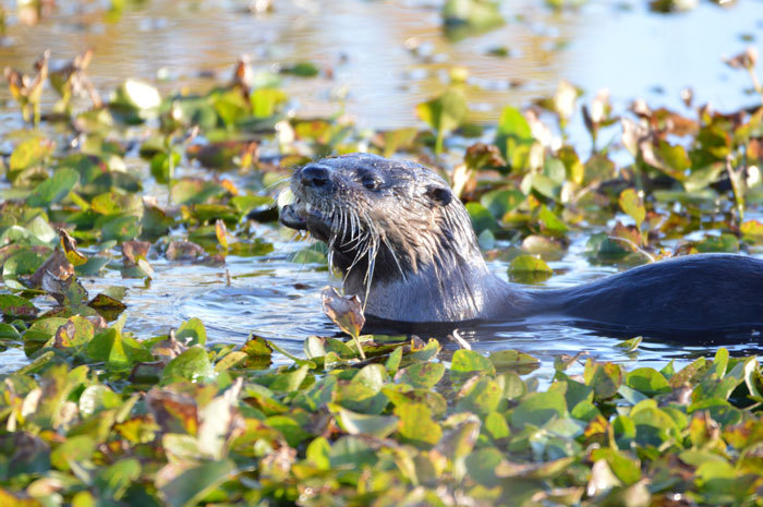 otter